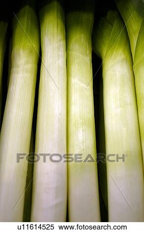 Close Up Image of Green Onion View Large Photo Image Stock Photography - Close Up Image of Green Onion. Fotosearch