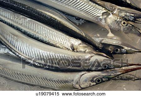 Close Up Image of Halfbeak in Iced Water View Large Photo Image Stock Photography - Close Up Image of Halfbeak in Iced Water. Fotosearch
