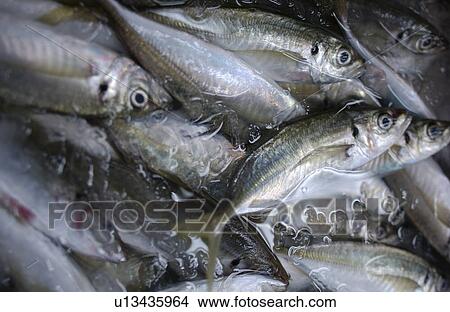Close Up Image of Horse Mackerel in Iced Water View Large Photo Image Picture - Close Up Image of Horse Mackerel in Iced Water. Fotosearch