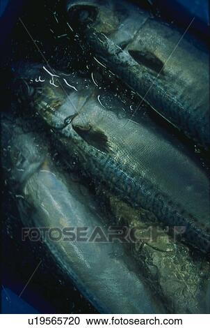 Stock Image - Close Up Image of Mackerel in Iced Water. Fotosearch