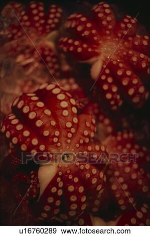 Stock Photo - Close Up Image of Octopus. Fotosearch