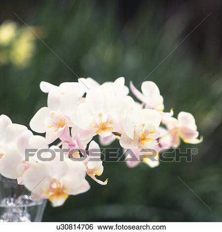Close Up Image of Phalenopsis Orchid View Large Photo Image Stock Photograph - Close Up Image of Phalenopsis Orchid. Fotosearch