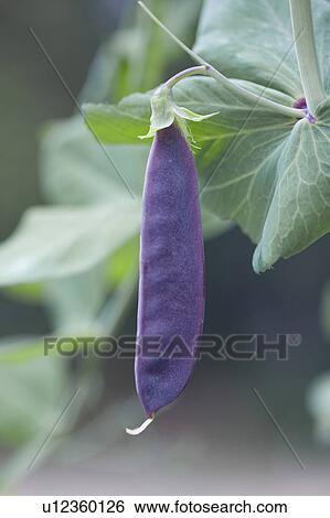 Stock Photograph - Close Up Image of Podded Pea. Fotosearch