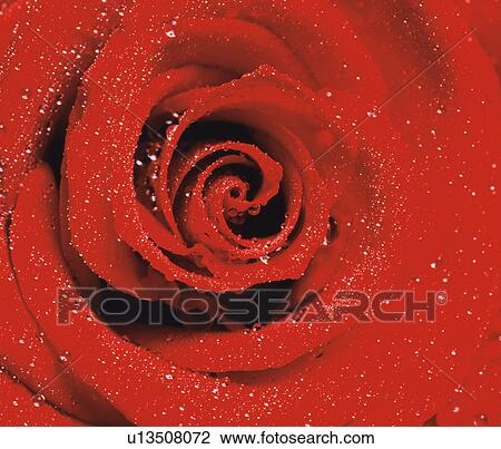 Stock Image - Close Up Image of Red Rose. Fotosearch