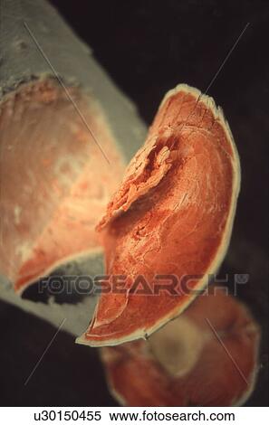 Close Up Image of Tuna Cut in Piece View Large Photo Image Stock Photography - Close Up Image of Tuna Cut in Piece. Fotosearch