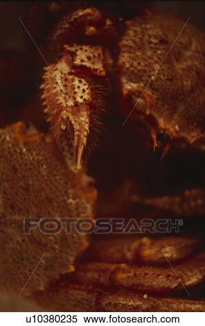 Close Up Image of Two Hairy Crabs View Large Photo Image Stock Photography - Close Up Image of Two Hairy Crabs. Fotosearch
