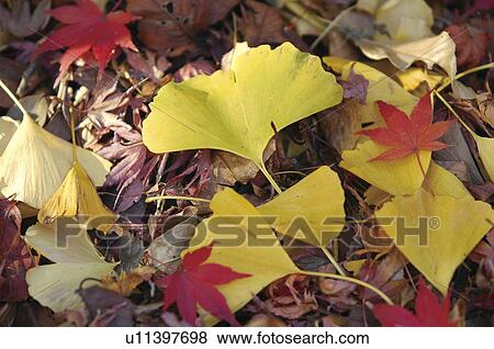 Stock Photo - Close Up Image of Yellow Ginkgo Fallen Leaf. Fotosearch