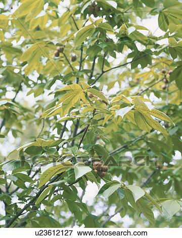 Close up of buckeye, Tokyo prefecture, Japan View Large Photo Image Stock Photo - Close up of buckeye, Tokyo prefecture, Japan. Fotosearch