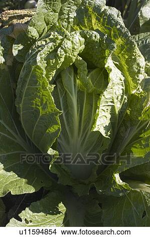 Picture - Close-up of Chinese cabbage. Fotosearch