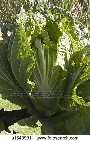 Close-up of Chinese cabbage View Large Photo Image Stock Image - Close-up of Chinese cabbage. Fotosearch