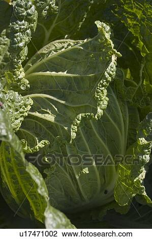 Close-up of Chinese cabbage View Large Photo Image Stock Image - Close-up of Chinese cabbage. Fotosearch