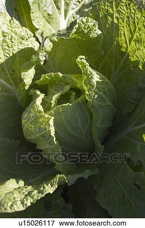 Stock Photo - Close-up of Chinese cabbage. Fotosearch