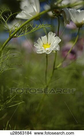 Picture - Close-up of cosmos flower. Fotosearch