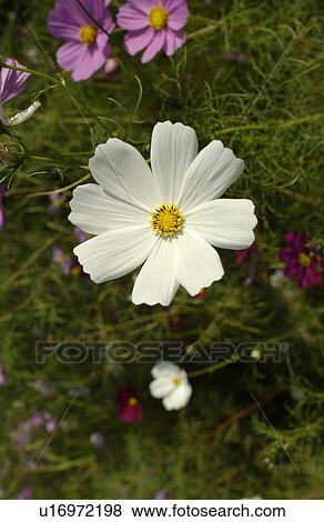 Close-up of cosmos flower View Large Photo Image Stock Photo - Close-up of cosmos flower. Fotosearch