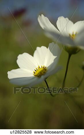 Stock Photo - Close-up of cosmos flowers. Fotosearch