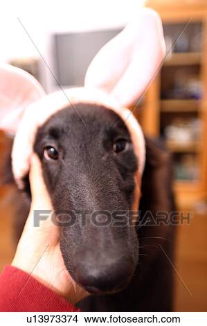Close-up of dog wearing rabbit ears View Large Photo Image Picture - Close-up of dog wearing rabbit ears. Fotosearch