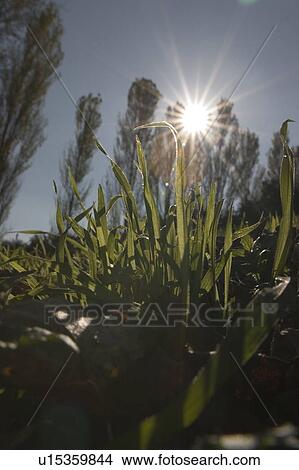 Close-up of grass View Large Photo Image Picture - Close-up of grass. Fotosearch