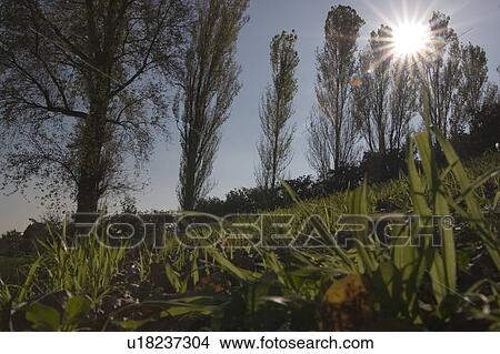 Picture - Close-up of grass. Fotosearch