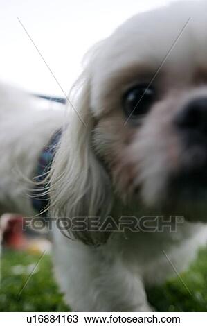 Stock Image - Close-up of Shih Tzu. Fotosearch