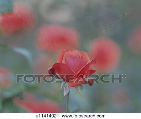 Close up of single rose, Tokyo prefecture, Japan View Large Photo Image Stock Image - Close up of single rose, Tokyo prefecture, Japan. Fotosearch