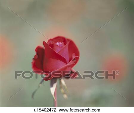 Close up of single rose, Tokyo prefecture, Japan View Large Photo Image Stock Image - Close up of single rose, Tokyo prefecture, Japan. Fotosearch