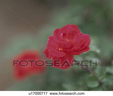 Close up of single rose, Tokyo prefecture, Japan View Large Photo Image Stock Photo - Close up of single rose, Tokyo prefecture, Japan. Fotosearch