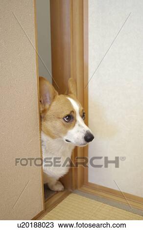 Close-up of Welsh Corgi's head peeking over fusuma View Large Photo Image Stock Image - Close-up of Welsh Corgi's head peeking over fusuma. Fotosearch