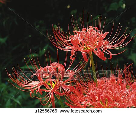 Cluster Amaryllis, close up, Chichibu city, Saitama prefecture, Japan View Large Photo Image Stock Photograph - Cluster Amaryllis, close up, Chichibu city, Saitama prefecture, Japan. Fotosearch