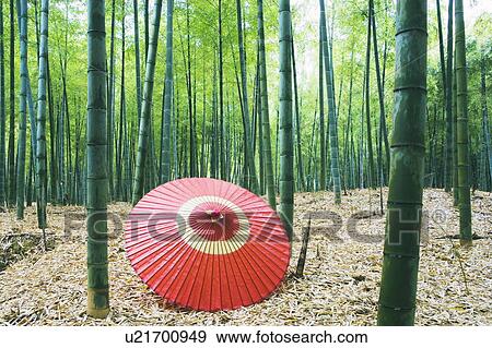 Stock Photo - Coarse oilpaper umbrella in bamboo forest, Muko city, Kyoto prefecture, Japan. Fotosearch