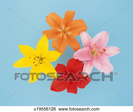 Stock Photograph - Colorful lilies, blue background. Fotosearch
