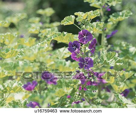 Stock Image - Common mallow, close up, Fujisawa city, Kanagawa prefecture, Japan. Fotosearch