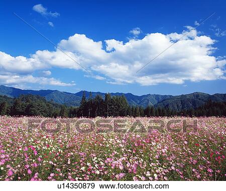 Cosmos field View Large Photo Image Stock Photo - Cosmos field. Fotosearch