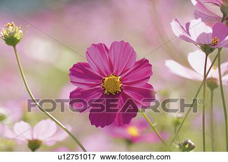 Cosmos flower View Large Photo Image Stock Photo - Cosmos flower. Fotosearch