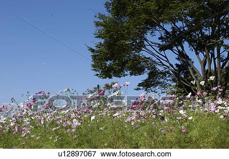 Cosmos flowers and a tree View Large Photo Image Stock Photo - Cosmos flowers and a tree. Fotosearch