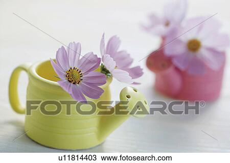 Stock Image - Cosmos flowers in watering can. Fotosearch