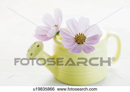 Stock Photograph - Cosmos flowers in watering can. Fotosearch