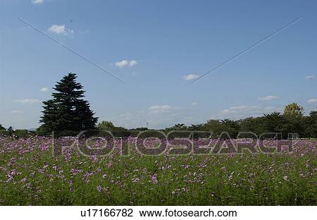 Cosmos flowers View Large Photo Image Stock Image - Cosmos flowers. Fotosearch