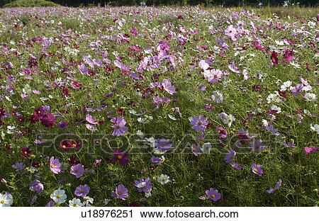 Cosmos flowers View Large Photo Image Stock Image - Cosmos flowers. Fotosearch