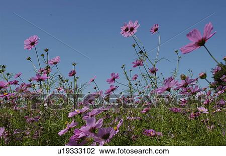 Cosmos flowers View Large Photo Image Stock Image - Cosmos flowers. Fotosearch