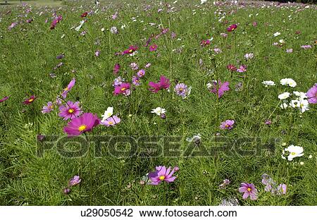Stock Image - Cosmos flowers. Fotosearch