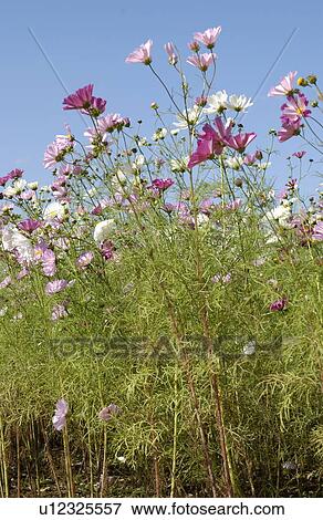Stock Photo - Cosmos flowers. Fotosearch