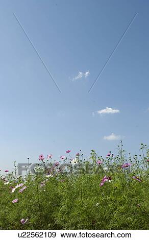 Stock Photo - Cosmos flowers. Fotosearch