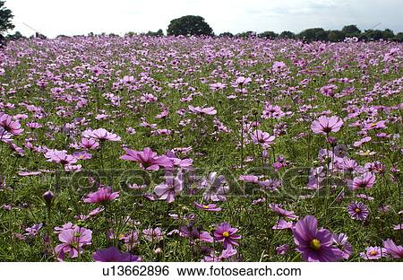 Cosmos flowers View Large Photo Image Stock Photograph - Cosmos flowers. Fotosearch