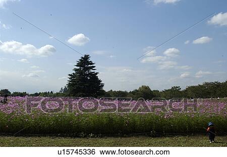 Stock Photograph - Cosmos flowers. Fotosearch