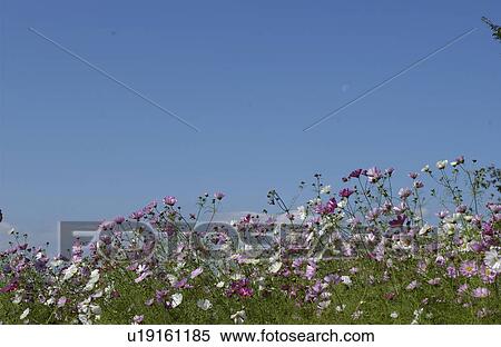 Stock Photography - Cosmos flowers. Fotosearch