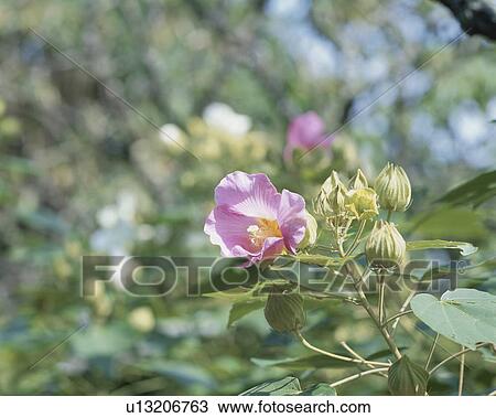 Cotton rosemallow, close up, Kamakura city, Kanagawa prefecture, Japan View Large Photo Image Stock Image - Cotton rosemallow, close up, Kamakura city, Kanagawa prefecture, Japan. Fotosearch