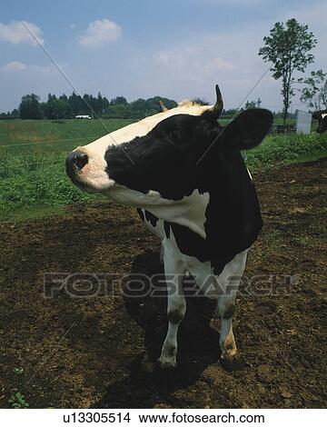 Picture - Cow at a farm, Chiba Prefecture, Honshu, Japan. Fotosearch
