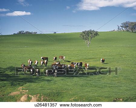 Stock Photo - Cow grazing. Fotosearch