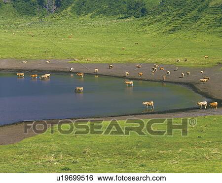 Cows grazing at Kusasenri, Kumamoto Prefecture, Japan View Large Photo Image Stock Photograph - Cows grazing at Kusasenri, Kumamoto Prefecture, Japan. Fotosearch