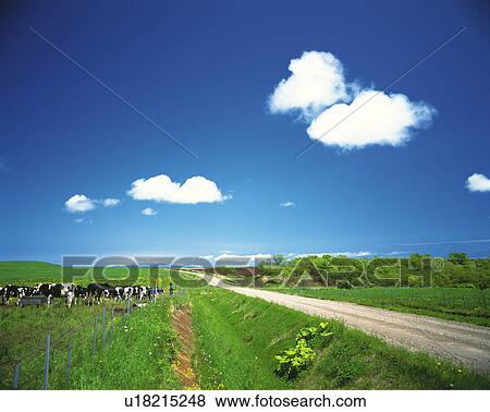 Cows grazing, Hokkaido Prefecture, Japan View Large Photo Image Stock Photo - Cows grazing, Hokkaido Prefecture, Japan. Fotosearch